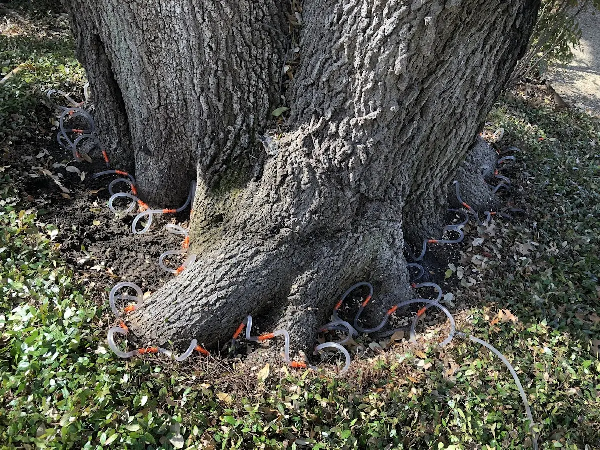 Detailed Tree Cabling and Bracing job site in Jakin