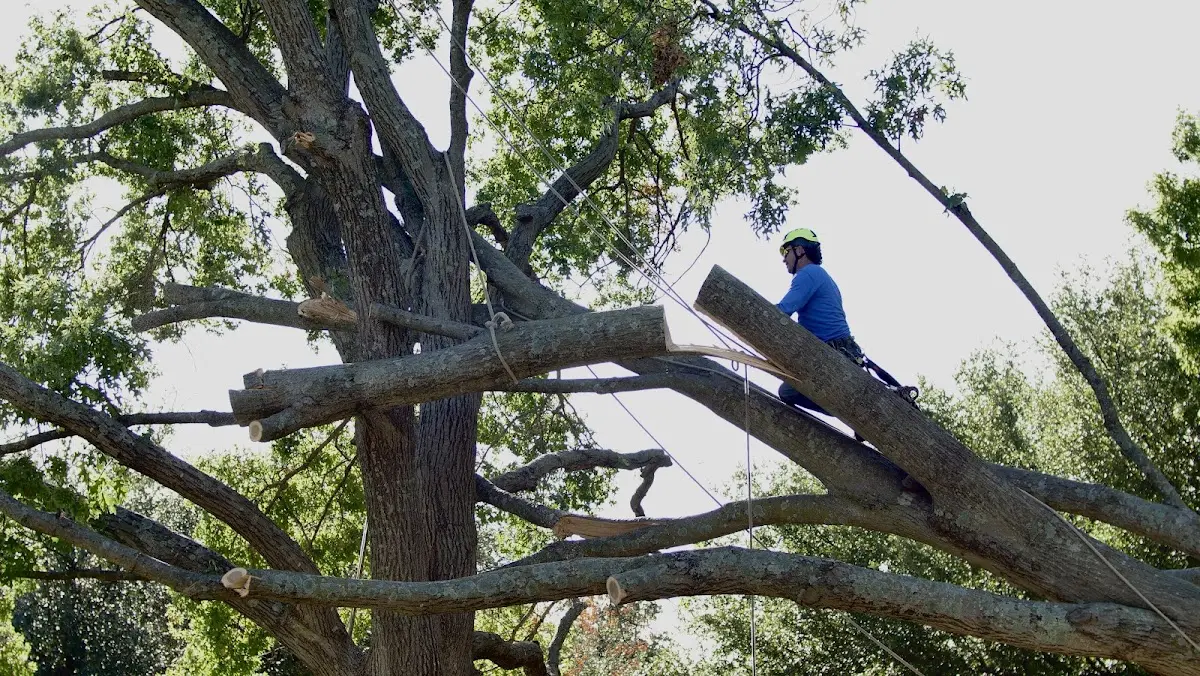 Professional Crown Thinning performed by certified arborists in Jakin